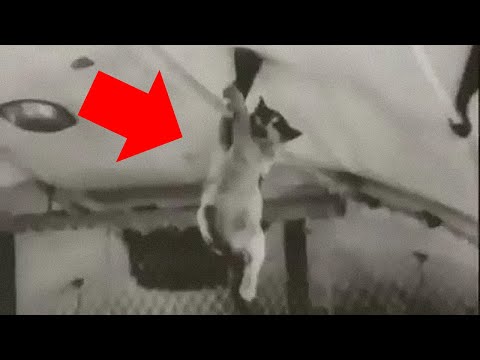 Throwing Cats in Space