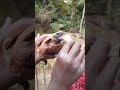 Rongai Hiking Group Feeding Tortoise At Mamba Village Karen