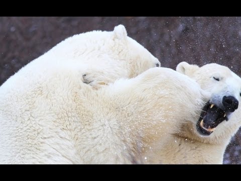 Polar Bear Fight Club- polar bear vs polar bear, versus