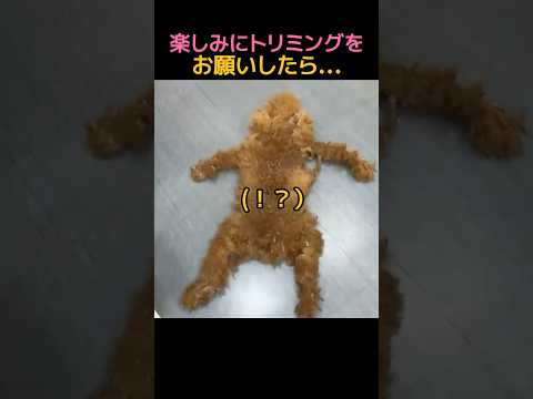 I was looking forward to my dog's grooming...