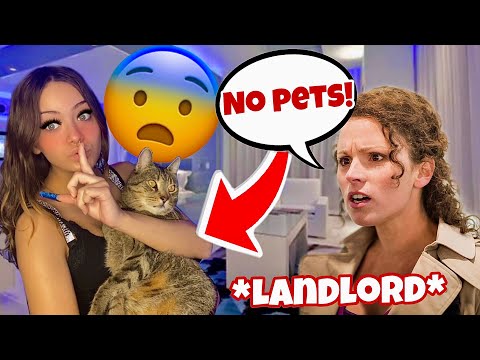 YouTube video about: How to hide a cat in an apartment?