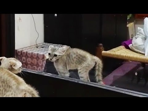 Cats vs. Mirrors Funny Cats Reaction With Mirrors ... - YouTube