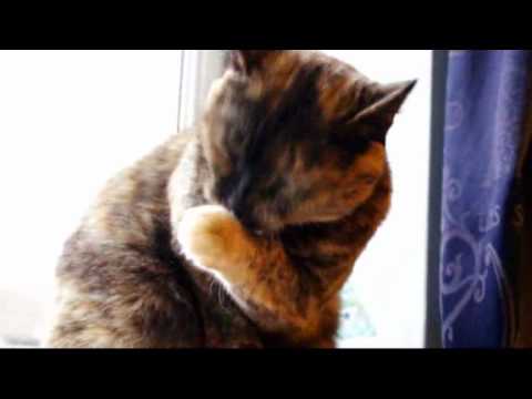 Shithausen - Euros Childs