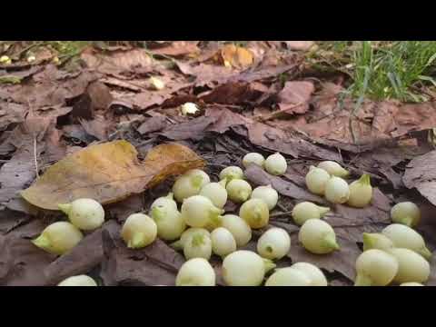 Mahua Flowers#viral