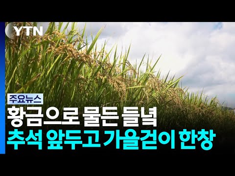 황금으로 물든 들녘...추석 앞두고 가을걷이 한창 / YTN