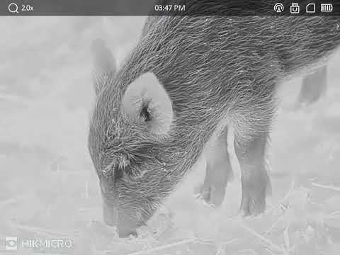 Animal Recording| CONDOR| Boar