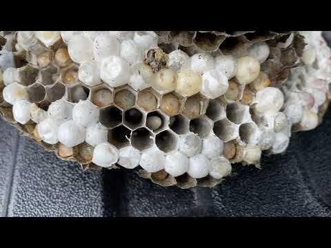 The Inside of a Bald-Faced Hornets Nest in Wall Township, NJ