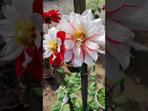 An aesthetic corner of my rooftop