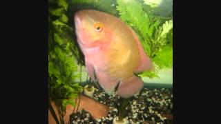 My Fish - Under The Sea (Reggae Mix) by Raven Symone