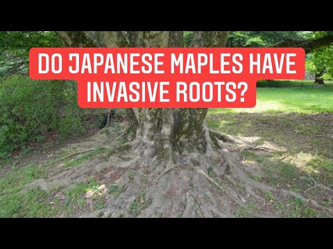 1st YouTube video about are japanese maples invasive