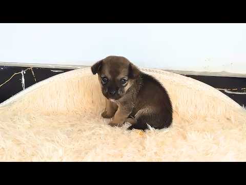 "I Want to Live," a Stray Puppy Wailed Helplessly, Covered in Flies and Maggots.