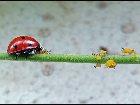 Che sia migliore da vermi per il bambino Ho vermi come combattere