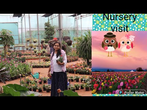 Nursery tour|| cheapest succulent to buy|| full bloom winter flower with prices