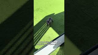 Download lagu … from me 🐶 #frenchbulldog #frenchie #reel #viral #bulldog #cute #bareminimum mp3 Download lagu … from me 🐶 #frenchbulldog #frenchie #reel #viral #bulldog #cute #bareminimum mp3