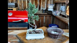 Hinoki cypress Repot