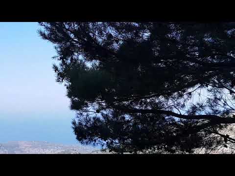 An eagle wow, I wanna go home