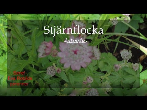 Perenner avsnitt9 Stjärnflocka