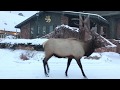 Elk In Snow