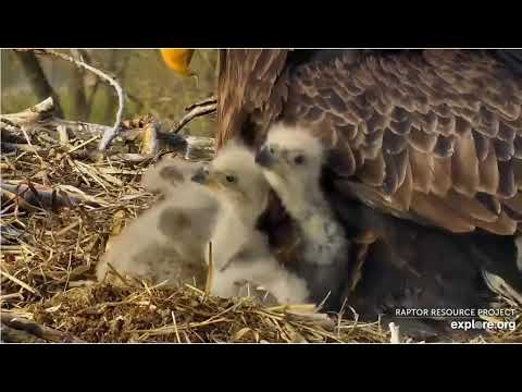 2020 04 17 Decorah Eagles