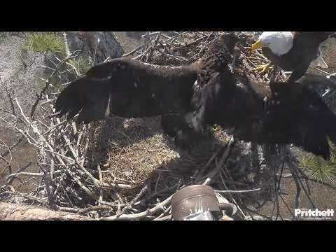 SWFL. Intruder flies around nest tree 😯 E26 protects the nest 🤩 (that was Mom) /09:31/ 2026-02-17