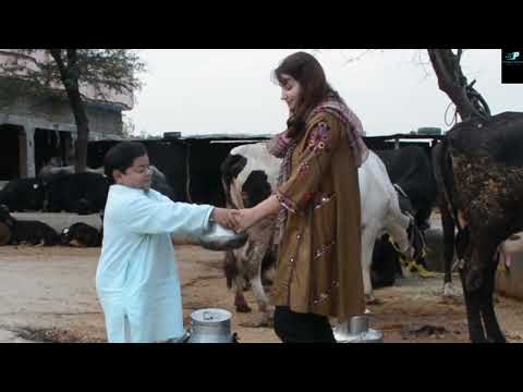 Mithu Doodh Wala | New Pothwari Drama | Full Funny Comedy | Shahzada Ghaffar | Imran Abbasi