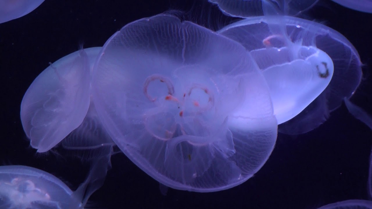 都会の水族館【くらげ】Urban aquarium 【Jellyfish】