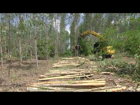 KESLA 18RH-II harvester head harvesting eucalyptus in Thailand