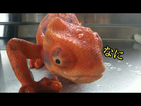 カメレオン 2021 0714