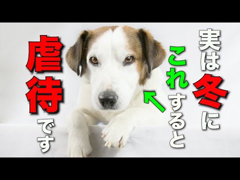 犬は寒いと感じますか?