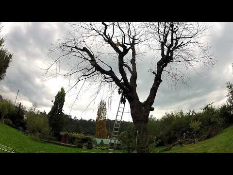 Kirschbaum schneiden - alter Baum - nicht mehr zu retten