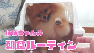 【朝食ルーティン】ご飯大好きなぽぽちゃんのひきこもりスタイル
