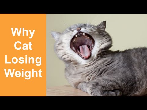 Why Cat Losing Weight ?
