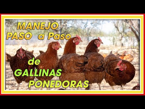 , title : 'MANEJO de GALLINAS PONEDORAS PASO a paso ǀ Ing. Jannin Hernández Blandón'
