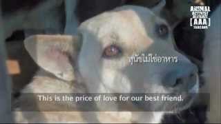Hell on Earth- Thailand&#39;s Dog Meat Trade