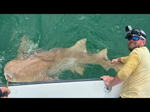 Giant Nurse Shark caught in Florida!