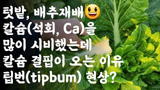 배추, 칼슘(석회, Ca)을 많이 시비했는데 칼슘결핍이 오는 이유?/ 팁번(tipbum)현상?