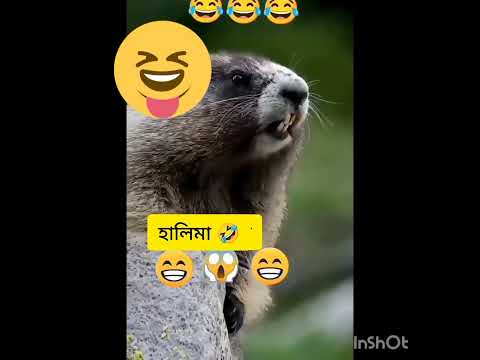 take your Halima 😂😂😆😆#shortvideos