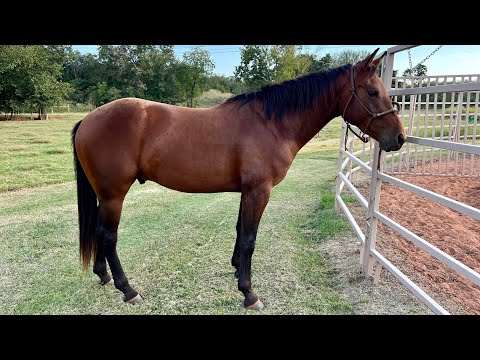 Timing Your Drop From Horse to Steer