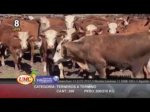 Lote 300 Terneros en Gral. San Martín, Chaco