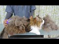 猫の抜け毛取り動画のYouTubeサムネイル