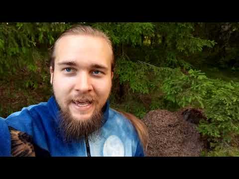 Muurahaispesässä istumisesta