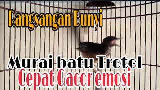 Download lagu SIULAN & CETREKAN MURAI BATU U 3 BLN..PQNCINGAN CEPAT NGEPLONG mp3