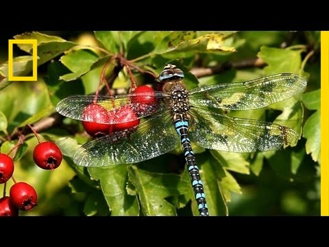 The Secret World of Dragonflies | Short Film Showcase