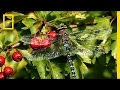 The Secret World of Dragonflies 