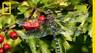The Secret World of Dragonflies