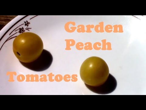 Garden Peach Heirloom Tomato Review. From seed to taste test.