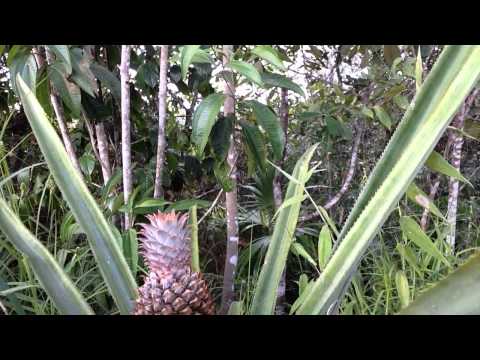 Pineapple tree - fruit