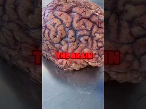 Top 10 Foods For The Brain #brainfood #brain #brainhealth #short