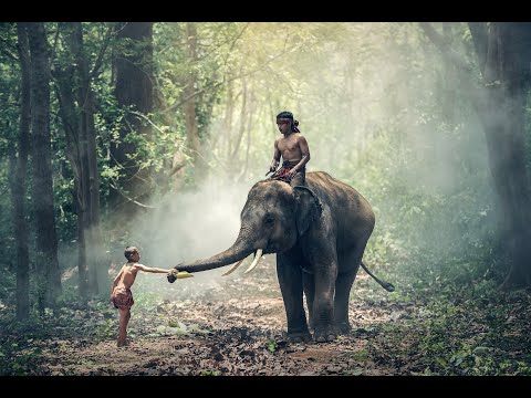 Elephant //cartoon video//garage to learn//children colour//Sharma sanjay