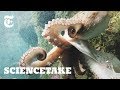 How Octopuses Communicate | ScienceTake